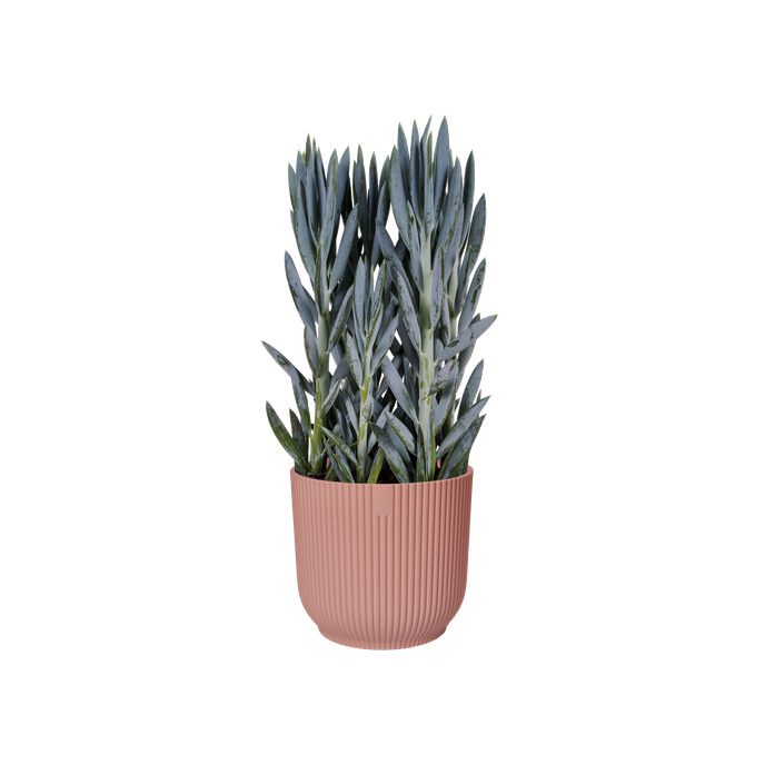 vibes fold rond 16cm delicaat roze